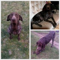 /album/fenka-izzy/izzydoma-jpg1/