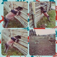 /album/fenka-izzy/izzydanek-jpg/