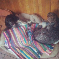 /album/fenka-izzy/izzypozdrav-jpg/