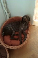 /album/fenka-izzy/izzynova-jpg/